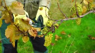 Hanwell Wine Estate Tours and tasting, Vineyard Experience, Nottinghamshire UK