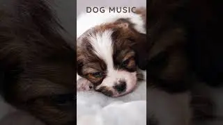 Dog Music | Puppy Music for Relaxation: Calming Sounds for Stressed Dogs and Puppies