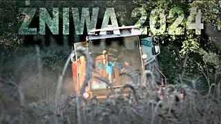 ŻNIWA 2024🌾 Żniwa w polskim klimacie 🌾 BIZON Z056 URSUS c-360 Massey Ferguson