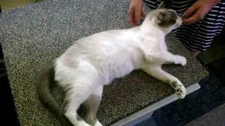 Introducing Piper, Snowshoe Siamese mix