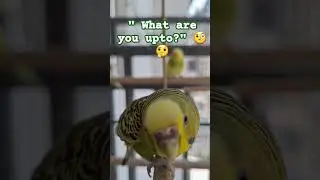 What are you upto? Lush is curious! #hyperlush #petbudgies #pets #curiousbudgie