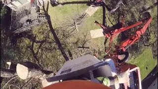 Tree work💪🏽- dead ash removal