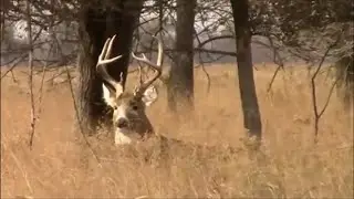 Kansas Whitetail Deer During The Rut - Nice Bucks And Does Too