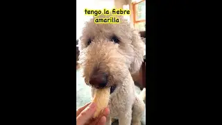 &iexcl;Perra Come Su Primer Pl&aacute;tano! #shorts #short #dog