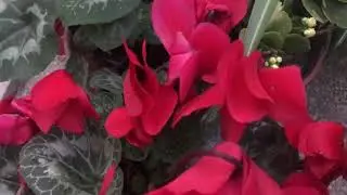 My beautiful red cyclamen