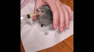 Милота дня - неразлучник выкормыш
