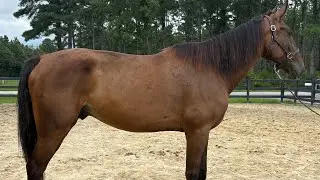 Dutch cross gelding