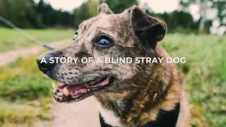A STORY OF A FORMER BLIND STRAY DOG |