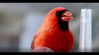 Are they really angry birds (Cardinal birds)?