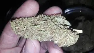 pink candy/Animal cookies wax and update on weed cure