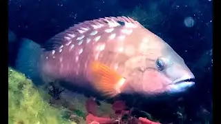 ホシササノハベラ　Bambooleaf wrasse　Pseudolabrus sieboldi