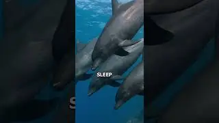 Dolphins 