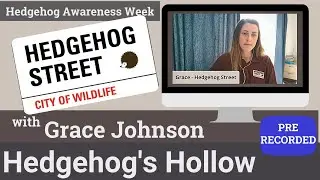 The amazing work of Hedgehog Street | Hedgehog's Hollow