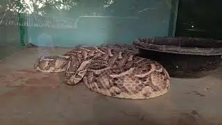 Puff Adder Venomous Viper Falconry of Kenya Limited Birds Shop In Malindi is a beautiful private zoo