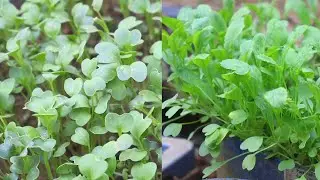 টবে মূলা শাক চাষ পদ্ধতি || Tobe Mula Shak Cash || Roof Agriculture || Krishoker Astha