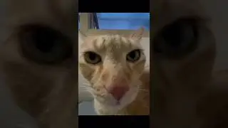 Funny cat 😹 165 | try not to shame | #funny #cat