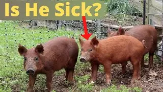 We Might Have a Pig Problem! Is Harry Okay?