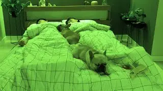 What Sleeping With Two French Bulldogs With FUNNY Sleeping Habits Looks Like