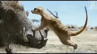 Nature66-Timon&Pumba find simba   Telugu sean   The lion king 2019 Telugu#funny #animal #dance