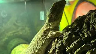 Feeding Gizmo The Dragon Spinach!