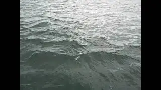 Dolphin sighting on boat tour/ snorkeling in destin Florida in 2015 for family vacation