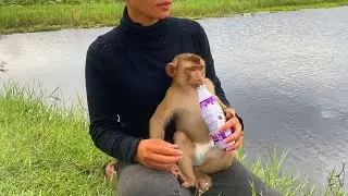 My beloved monkey Ella drinking milk and running so happy  outside with mom