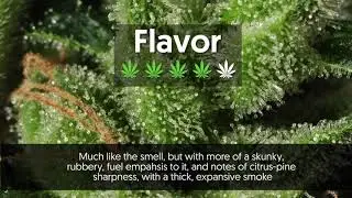 Strain Profile: Headband