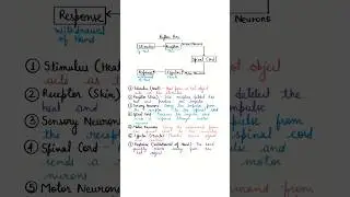 Reflex Arc Explained | Reflex Action Flow Chart | Easy Science Animation  #science #biology