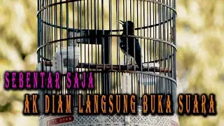 PAS BANGET UNTUK TERAPI ANIS KEMBANG PAGI HARI, PANCINGAN ANIS KEMBANG BIAR BUNYI