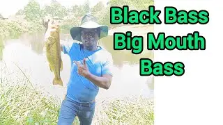 Black Bass Big Mouth Bass Fishing in KENYA.