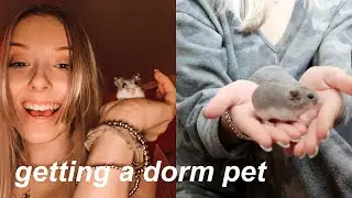 I Bought a Hamster *college dorm pet*