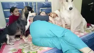 Kaha thi mai 🤷🏻‍♀️ video kyun nahi aa rahi thi 🥴 itane dino se meri 🐕🏡🌹🏡💜🌺🦚❤️😁 #vlogs 🌺🏡🐕🐕🧋💜