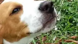 Beagle dog... drinking water