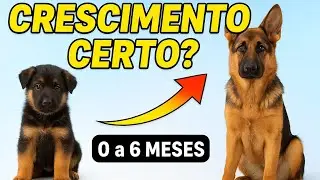 Pastor Alemão 0 a 6 Meses – Peso e Altura Ideais