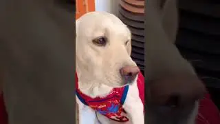 Love ❤️ #dogs #labradogs #like #animallover #dogshorts #shorts #viral #ytshorts #dogslover #explore