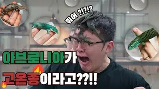 아브로니아 채집 영상!! 그리고 아브로니아 쉽게 잘 기르는 방법!!!