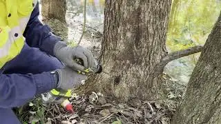 Bush Regeneration Techniques- Drilling