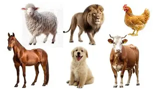Learn Animal Sounds for Kids 🐮🐶 | Cow, Dog, Cat, Horse, Sheep, Duck & Lion 