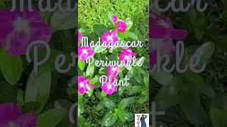 Madagascar Periwinkle Plant In Our Yard/ I planted it 2 Months Ago ⚘️🌿 #springflowers #plantita