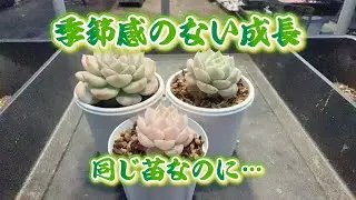 【季節感のない育ち方】同じ苗なのに💖育ちの差がエグい🤣✨でも…どれも可愛いのだ🥰✨