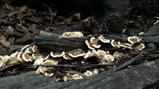 Santa Anita Canyon Hike