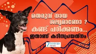 No Stray Dogs in Netherlands | തെരുവ് നായ്ക്കളില്ലാത്ത ഒരേയൊരു രാജ്യം നെതർലെൻഡ്&zwnj;സ്