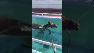 Equestrian Hydrotherapy: Horse Swimming Exercise