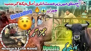 🔥Mandi Main Zabardast Entry! VIP Cow Unloading 😱 Huge Bull Update | Mouwach Goth Mandi 🐮💥