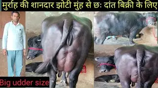 मुंह से छ : दांत झोटी Big udder size गांव कनड़ी 98122 23329