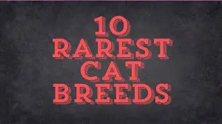 Top 10 Rarest Cat Breeds in the World! 🐱🌍 | Discover Unique & Exotic Felines