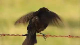 Varillero congo (Chrysomus ruficapillus)