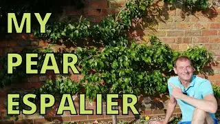How to Espalier a Fruit Tree.