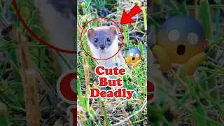 Cutest But Deadliest: The Least Weasel 😱 #shorts #animals #wildlife
