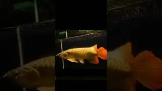 viral!!! arwana big jumbo slayer spesial spesial seharga mobil #shorts